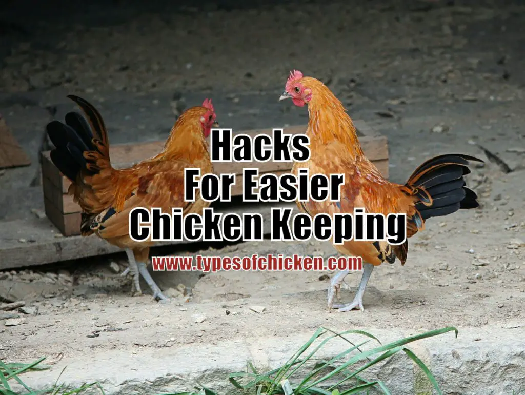 Hacks For Easier Chicken Keeping