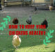 How To Keep Your Chickens Healthy
