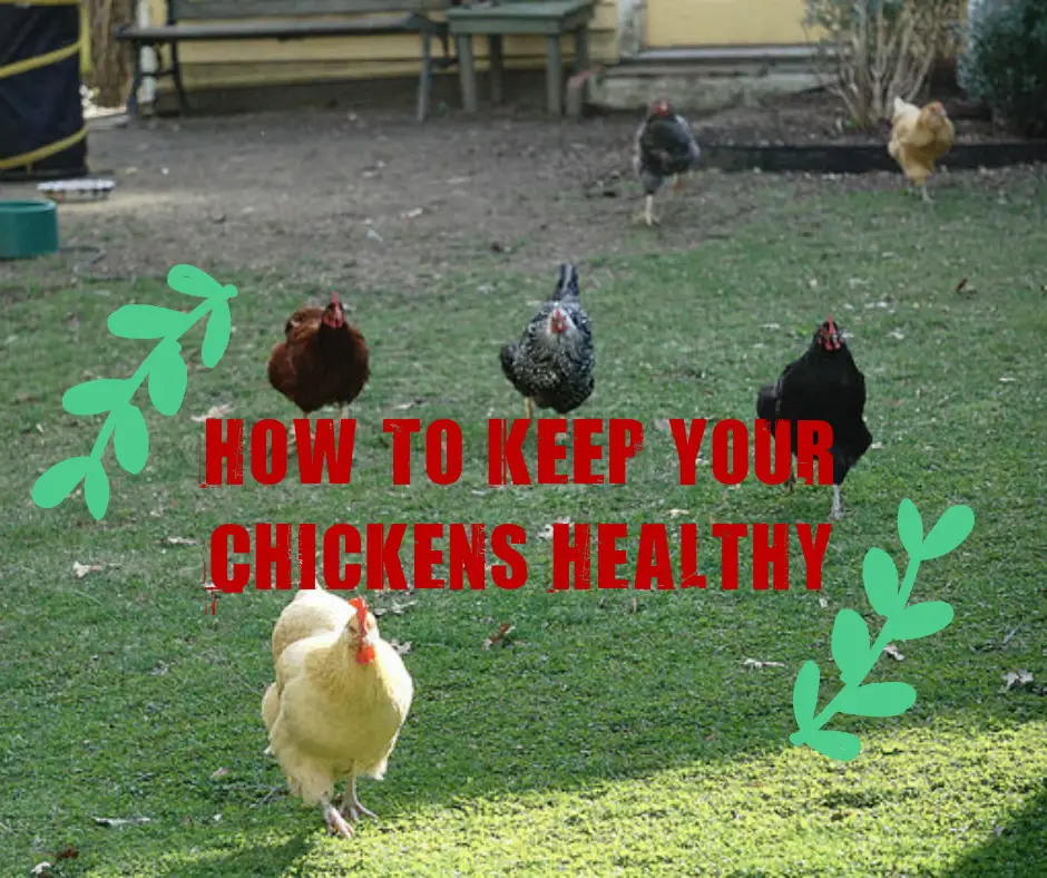 How To Keep Your Chickens Healthy