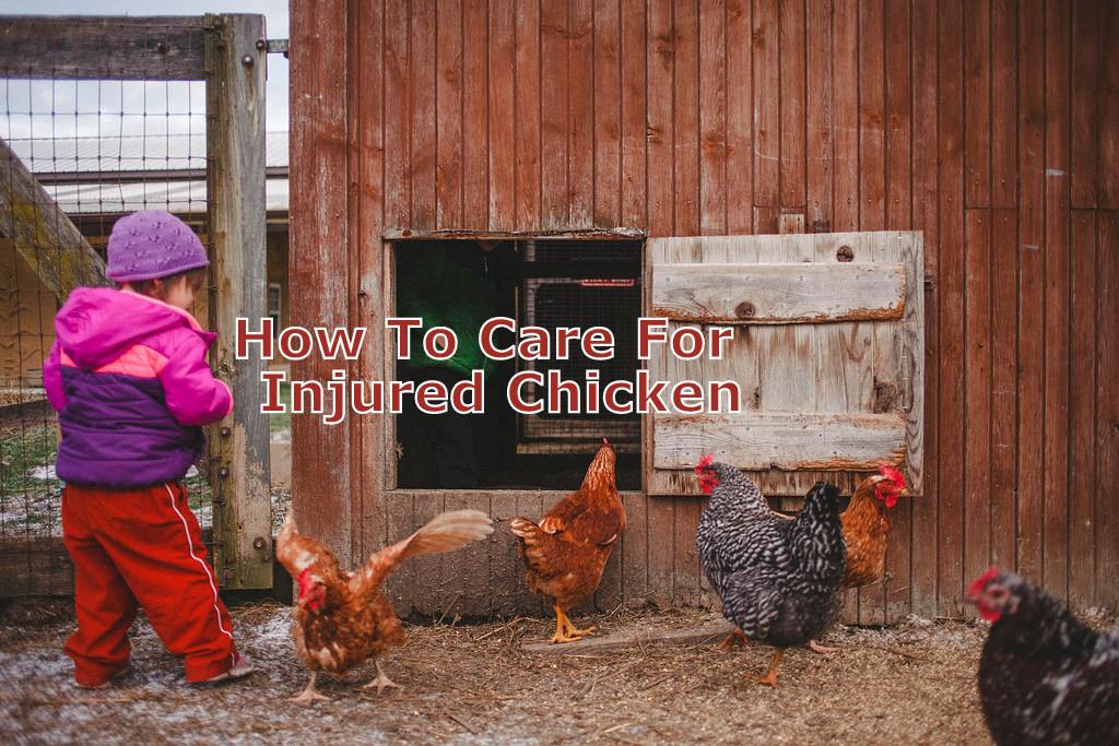 How To Care For Your Injured Chicken