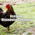 Keeping Wyandotte Chickens