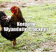 Keeping Wyandotte Chickens