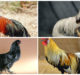4 Fabulously Long-Tailed Chickens