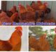 Pros & Cons About Keeping New Hampshire Chickens