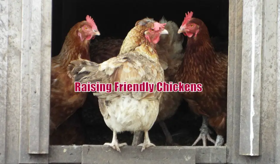 Raising Friendly Chickens
