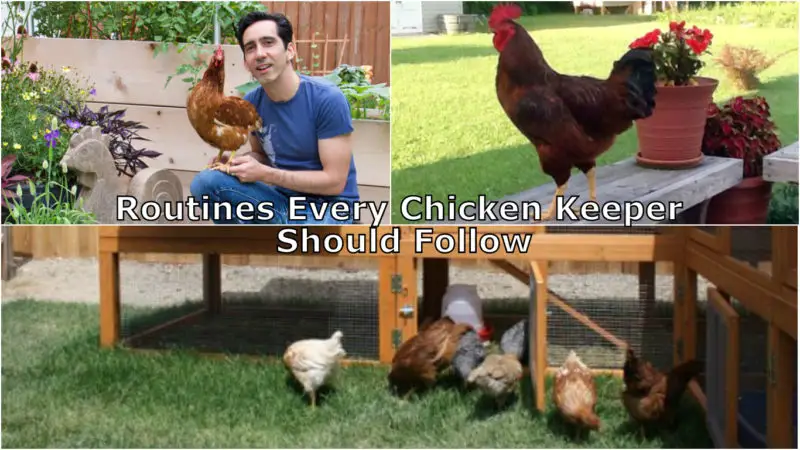 Routines Every Chicken Keeper Should Follow