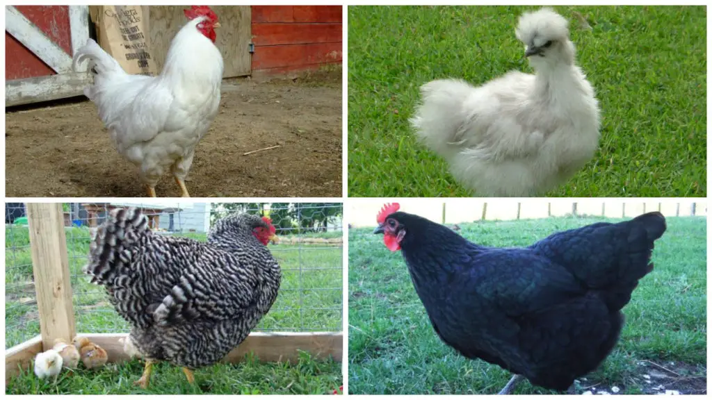 Top 5 Chicken Breeds For Beginners