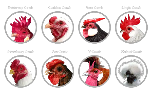 Types Of Combs In Chickens