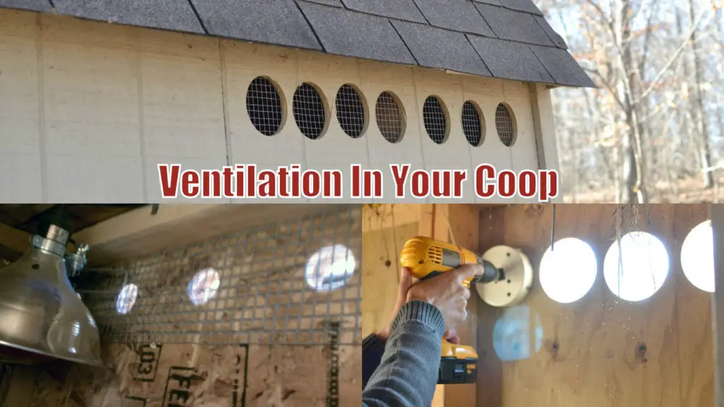 Ventilation In Your Coop