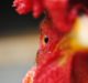 Things Everyone Should Know About Chickens