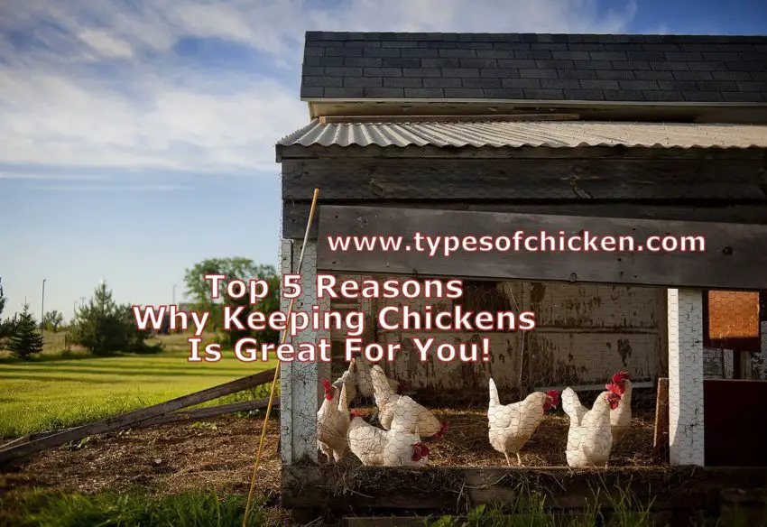 Top 5 Reasons Why Keeping Chickens Is Great For You!