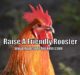 How To Raise A Friendly Rooster!