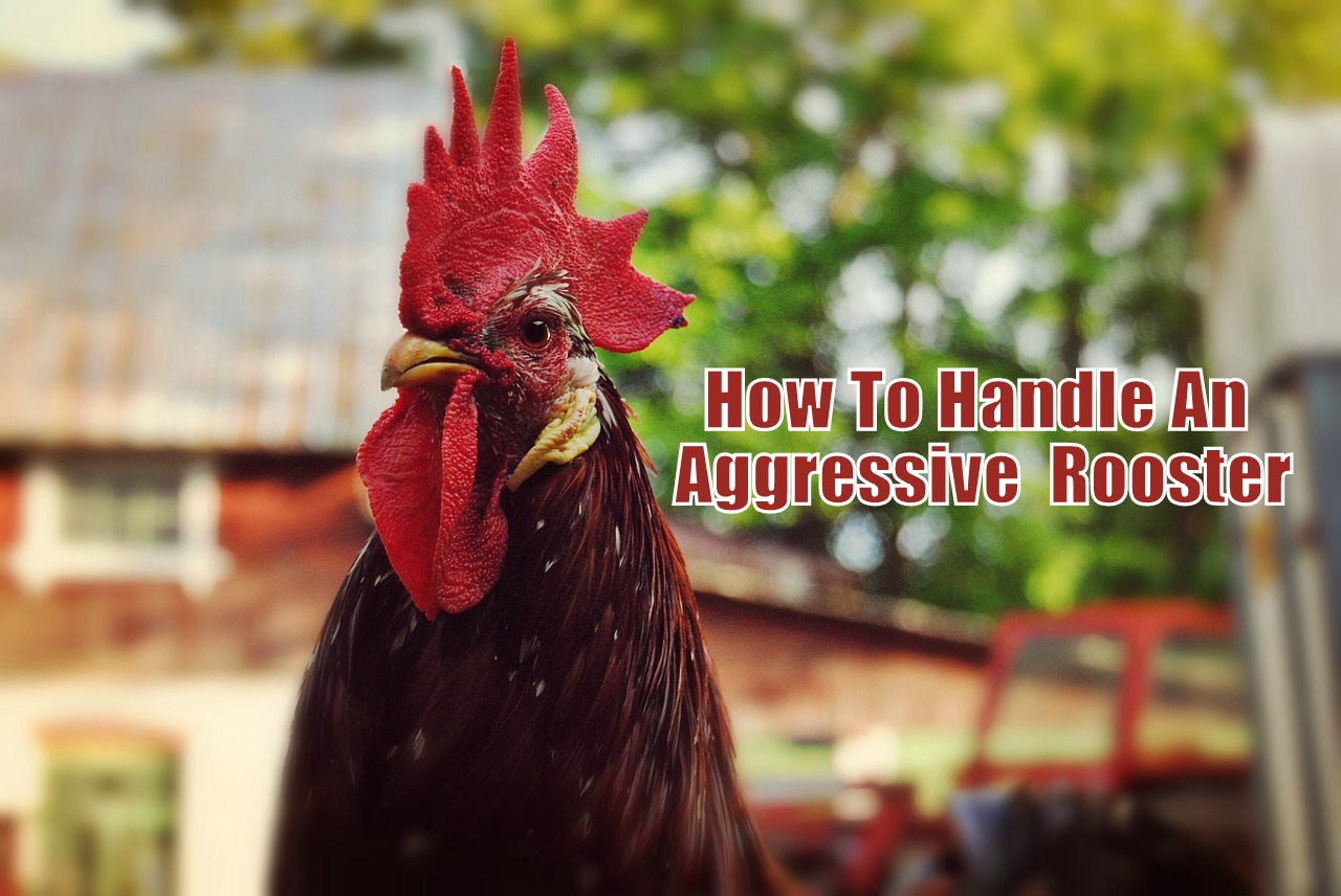 How To Handle An Aggressive Rooster