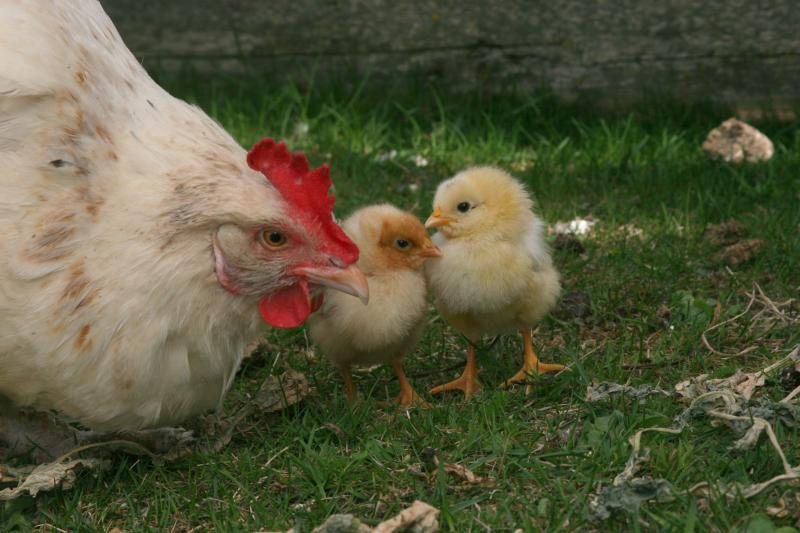 Hatching Chicken