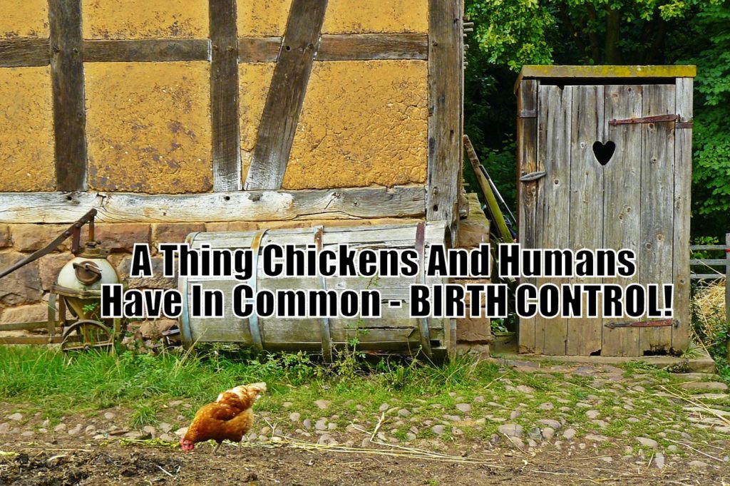 A Thing Chickens And Humans Have In Common - BIRTH CONTROL!