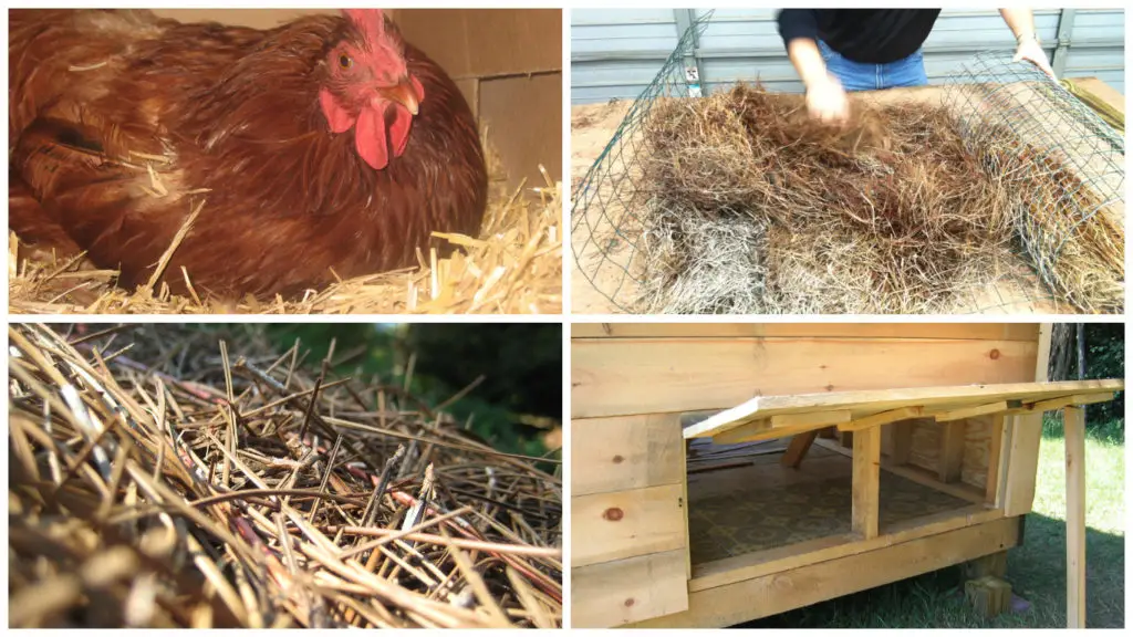 bedding for your chickens