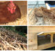 Choosing The Right Bedding For Chickens