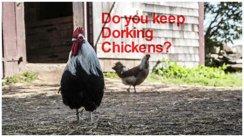 Dorking Chicken
