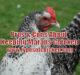 Pros & Cons About Keeping Marans Chicken