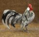 Pros & Cons Of Keeping Rosecomb Chickens!