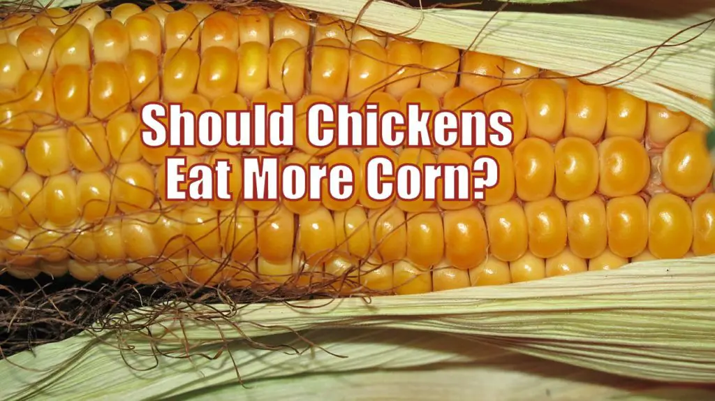 Should Chickens eat more corn