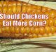 Should Chickens Eat More Corn?