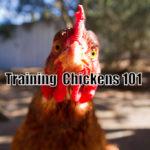 Training Chickens 101