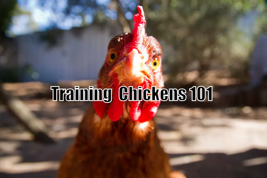 Training Chickens 101