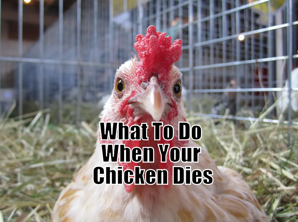 What To Do When Your Chicken Dies