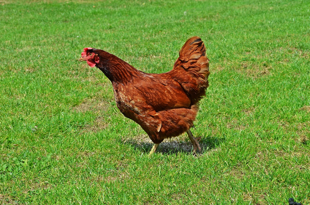 Low-Cost Easy To Provide Protein Source For Chickens