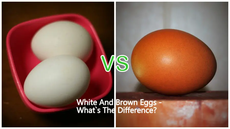 White And Brown Eggs - What`s The Difference