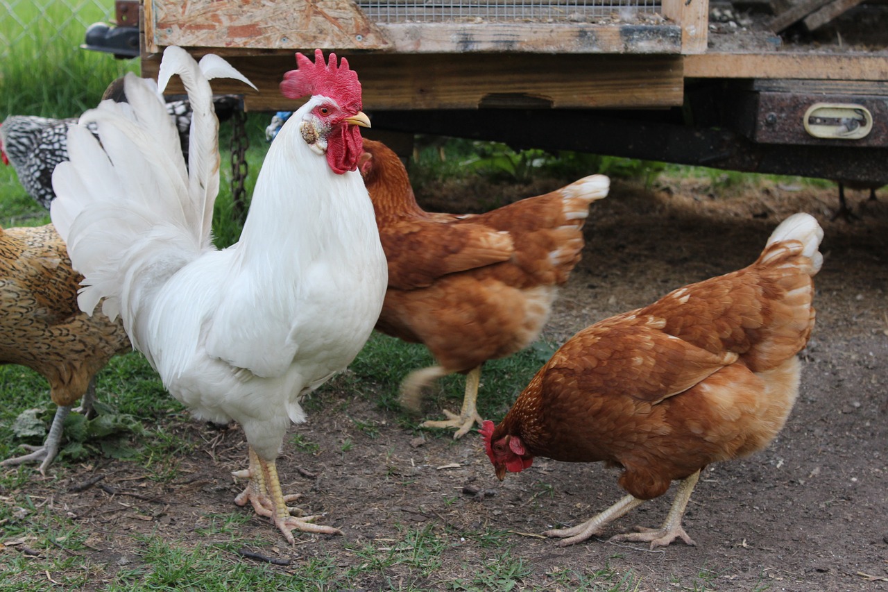 Why Keeping Roosters Can Be A Bad Idea