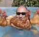 chickens swimming