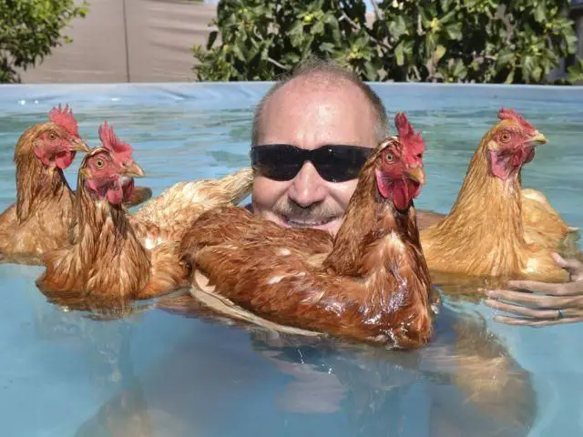 chickens swimming
