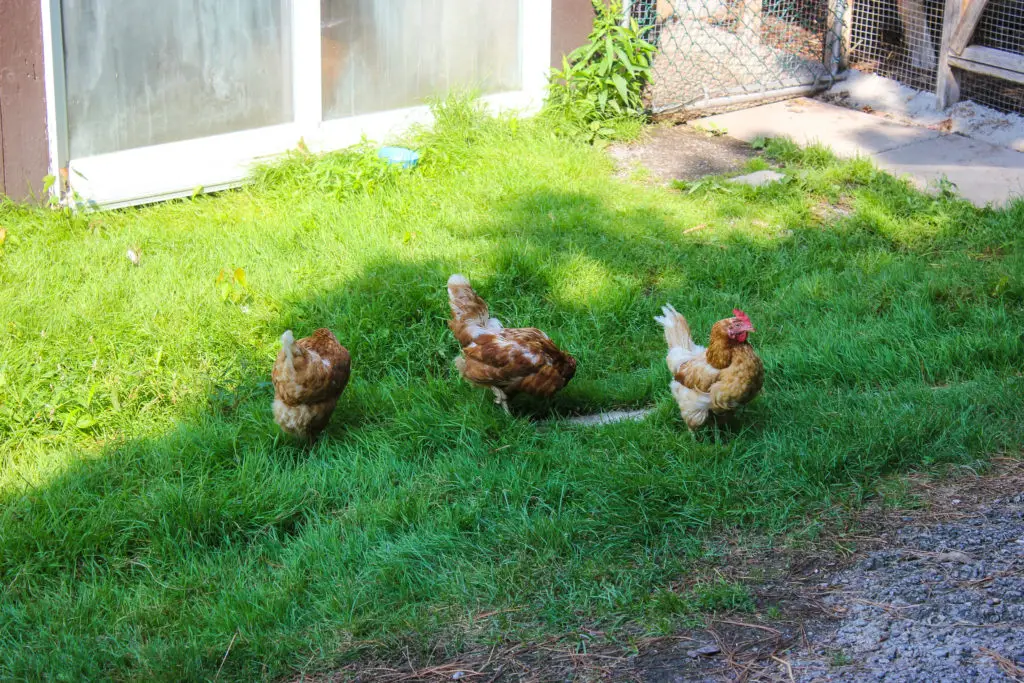 Gardening for your chickens