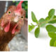 Is Oregano Good For Chickens?