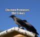 Can Crows Kill Chickens? (measures to avoid them)