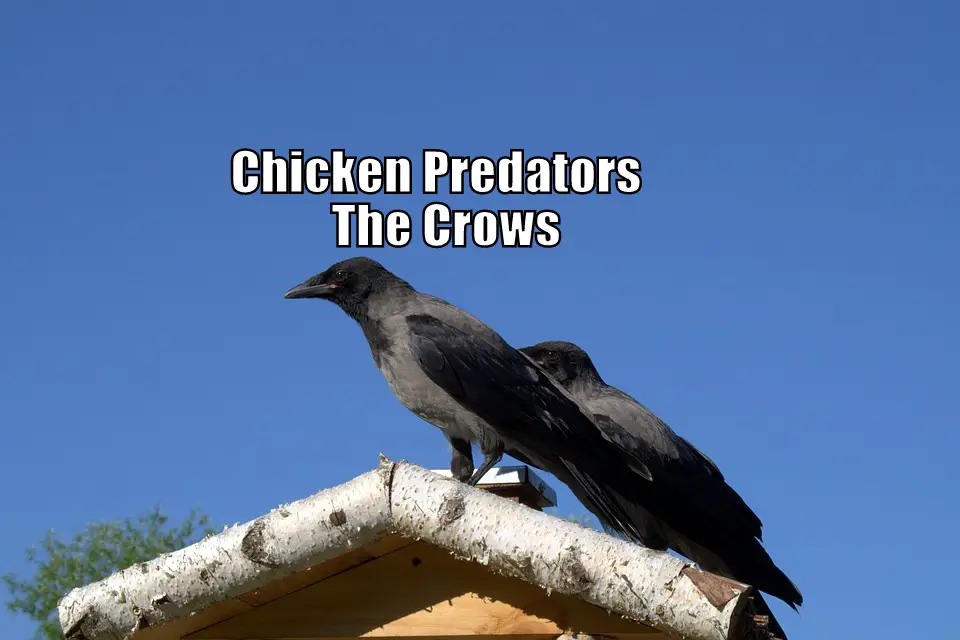Chicken Predators - The Crows