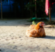 5 TIPS how to keep chickens safe in a heat wave?￼