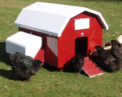 red chicken coop - raising chickens for eggs and meat