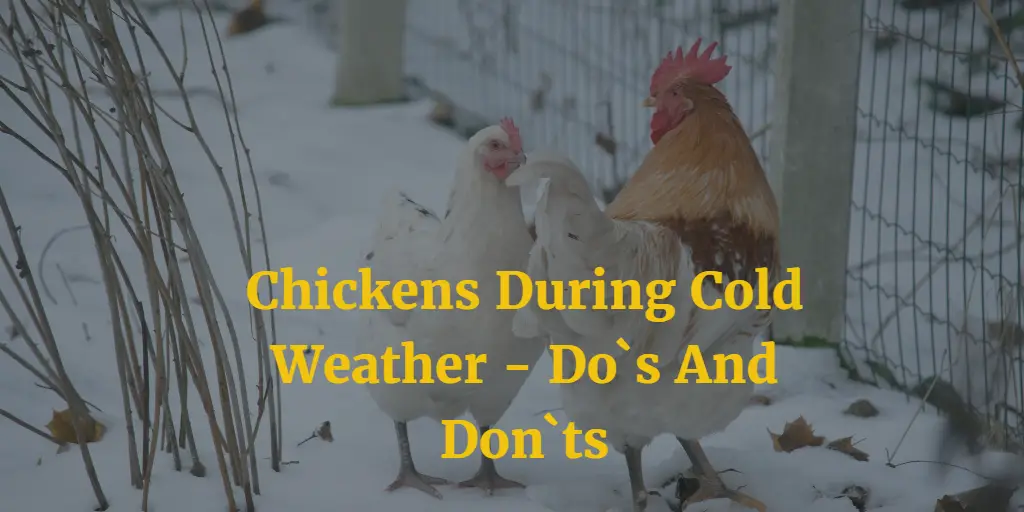 Chickens During Cold Weather - Do`s And Don`ts
