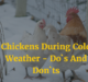 Chickens During Cold Weather - Do`s And Don`ts