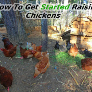 How To Get Started Raising Chickens