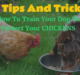 How To Train Your Dog To Protect Chickens