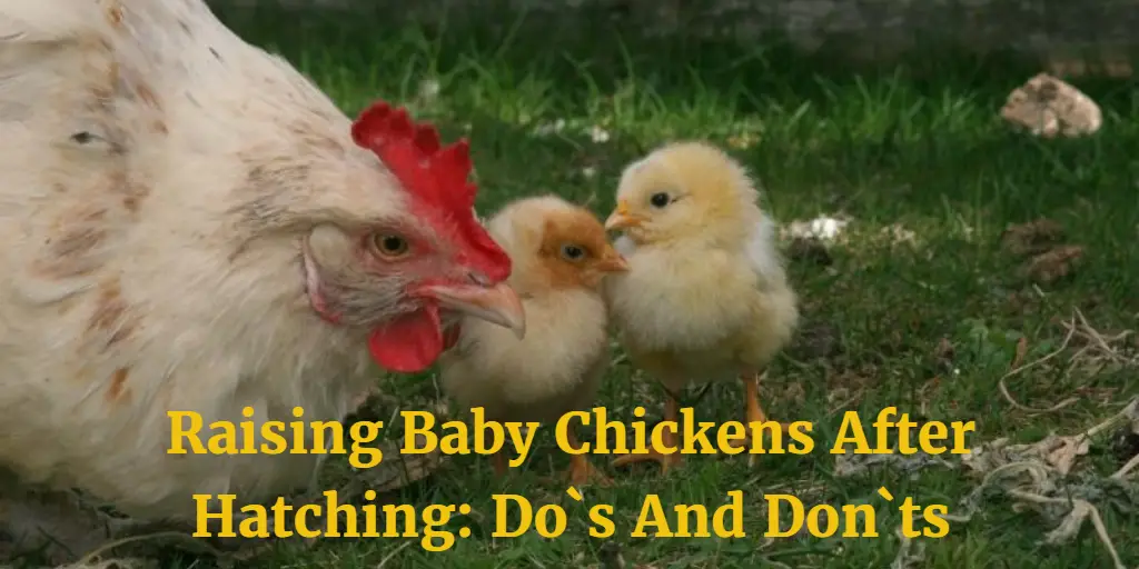 Raising Baby Chickens After Hatching