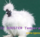 Silkie Rooster Temperament And How To Handle It