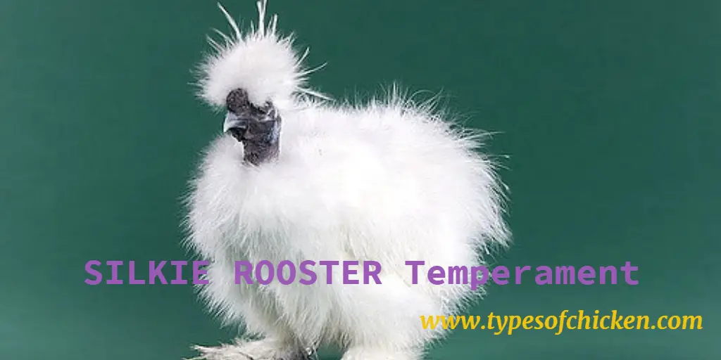 Silkie rooster Temperament