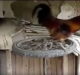 DIY Spinning Wheel Toy For Your Chickens!