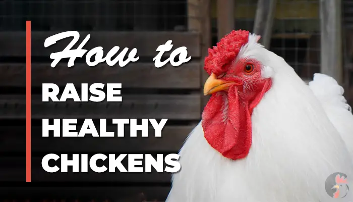 raise healthy chickens
