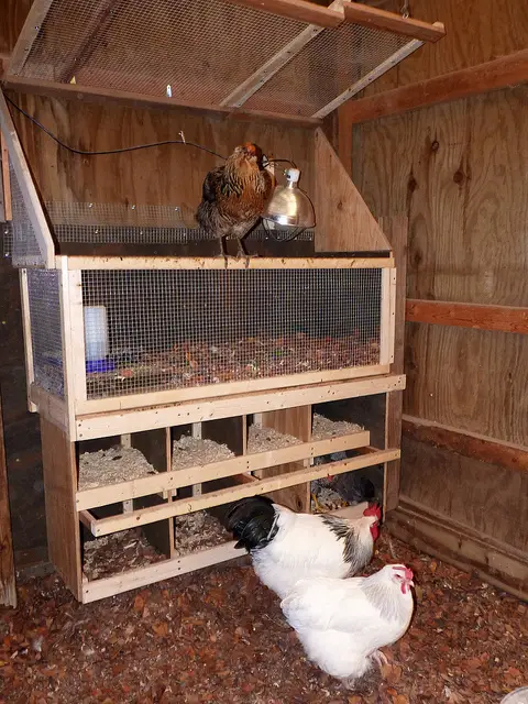 chickens need enough space and comfort so they can live and be productive as well.